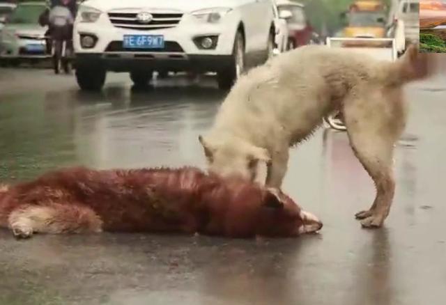 ‘IM电竞官网’
美军为何注重“马赛克战”(图4) IM电竞平台